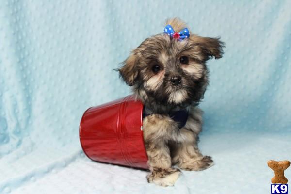 lvpuppyheaven Picture 1